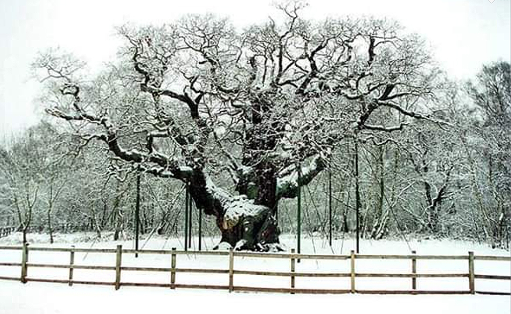 Major Oak Sherwood Forest